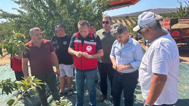 Tekirdağ'da badem hasadı başladı