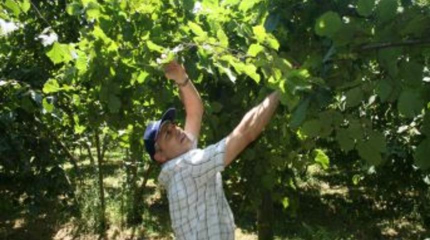 Giresun'da 2011 &uuml;r&uuml;n&uuml; fındık rekoltesinde kayıp bekleniyor