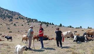 Yerli hayvan ırklarının korunması &ccedil;alışmaları s&uuml;r&uuml;yor