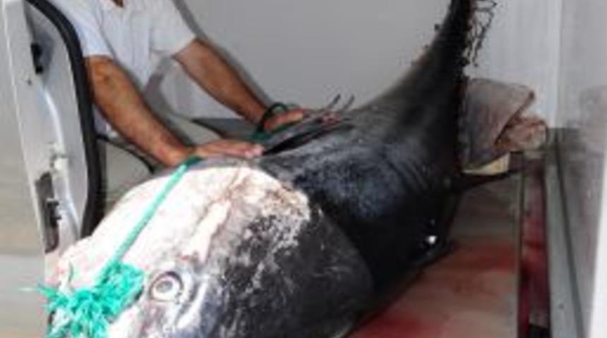 Fethiye&rsquo;de 350 kiloluk dev orkinos balığı yakalandı