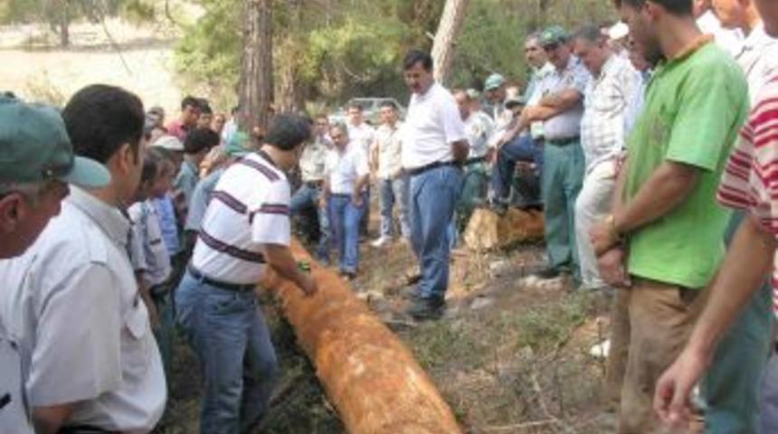 Orman &uuml;r&uuml;nlerine talep, dikili satışlarda rekor getirdi
