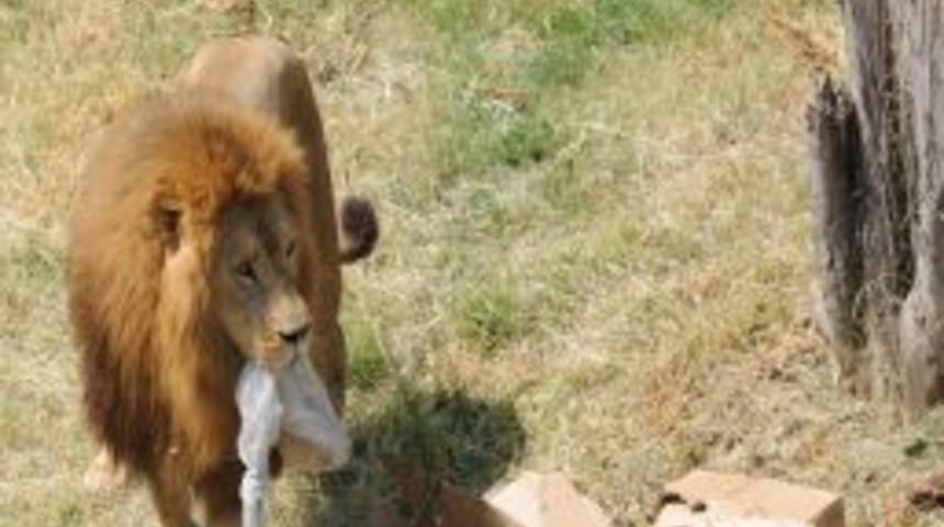 Aslanlara psikolojik eğitim