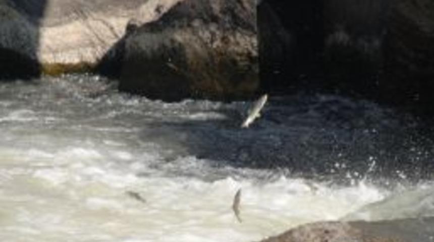 Van G&ouml;l&uuml;&rsquo;nde İnci Kefali dansı