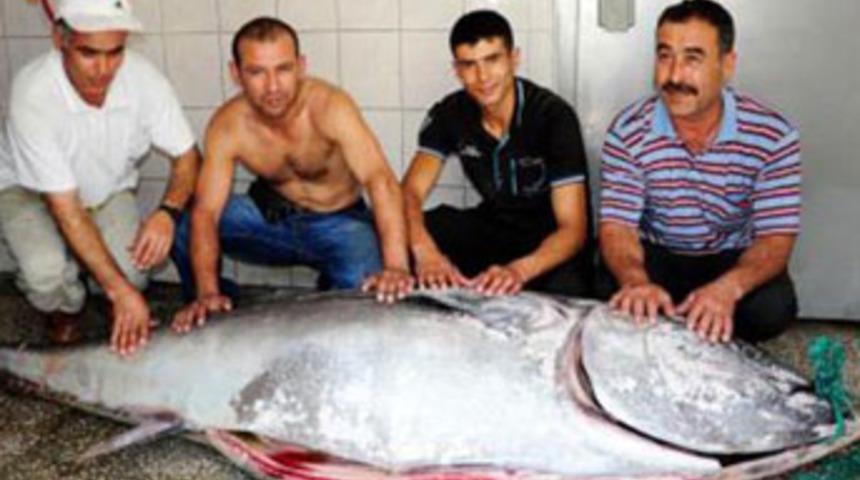 350 kiloluk orkinosa el konuldu