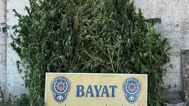 Çorum’da 46 kök Hint keneviri ele geçirildi: 1 tutuklama