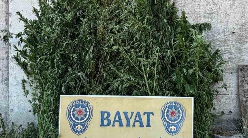 &Ccedil;orum&rsquo;da 46 k&ouml;k Hint keneviri ele ge&ccedil;irildi: 1 tutuklama