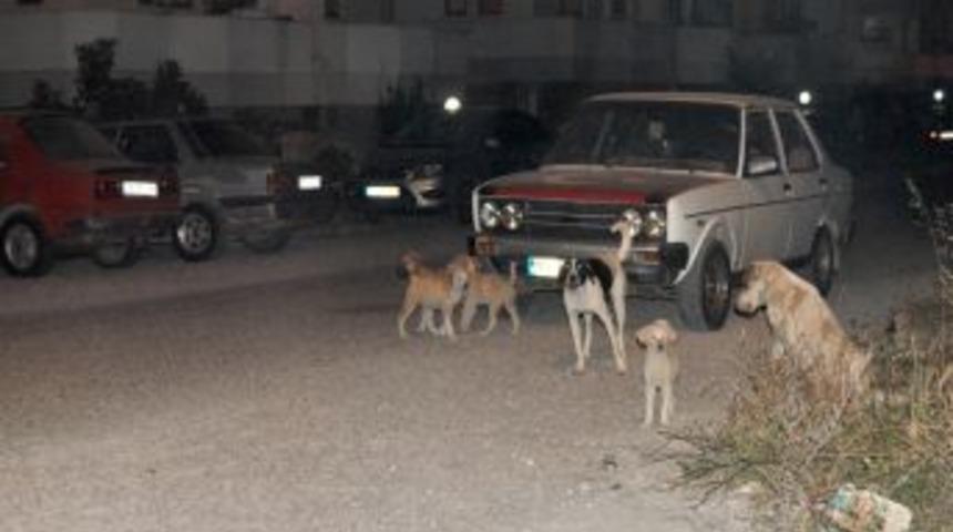 Zeytinli’de başıboş köpekler vatandaşın korkulu rüyası oldu