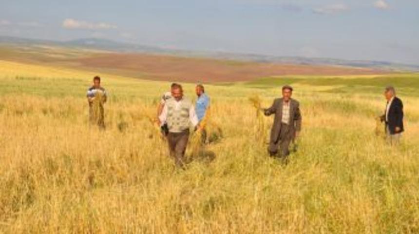 Yerk&ouml;yl&uuml; &ccedil;ift&ccedil;iler dolu nedeniyle devletten yardım istiyor