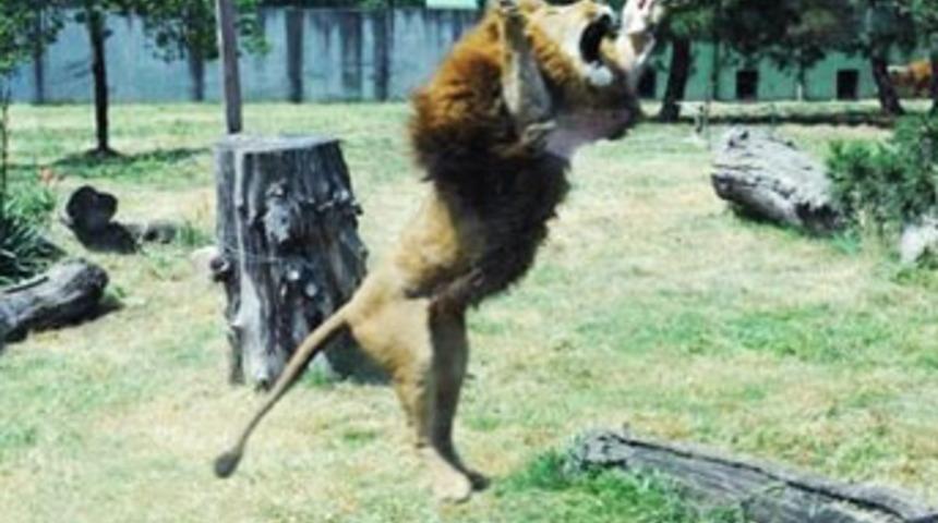 Aslanlar b&ouml;yle test edildi