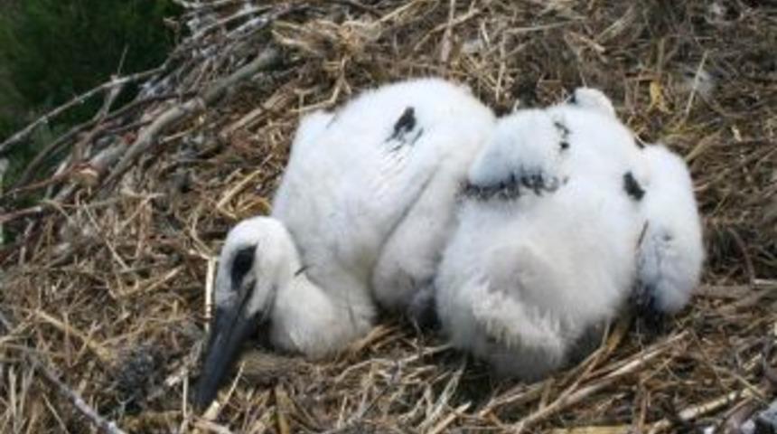 İlkbaharın m&uuml;jdecisi leylekler, Bafra Ovası&rsquo;nın m&uuml;davimi oldu