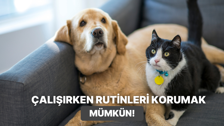 Yoğun &ccedil;alışan evcil hayvan sahiplerinin hayatını kurtaran 10 akıllı rutin