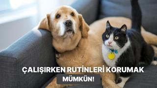 Yoğun çalışan evcil hayvan sahiplerinin hayatını kurtaran 10 akıllı rutin