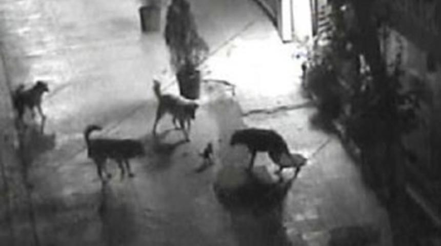 Bire karşı d&ouml;rt