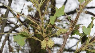 Kaynarca tırtılların saldırısına uğradı