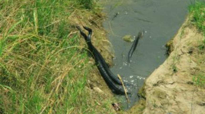 Şehrin  g&ouml;beğinde sevişen yılanlar.