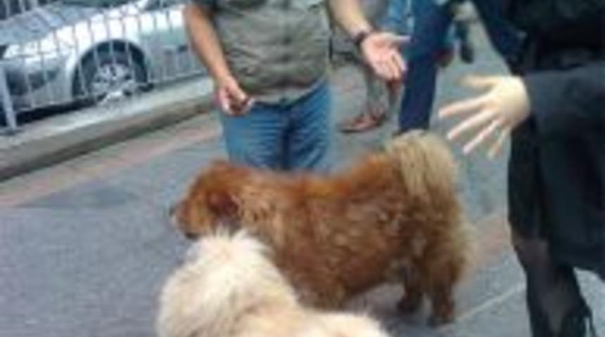 Ankara sokaklarında 2 &Ccedil;in Aslanı