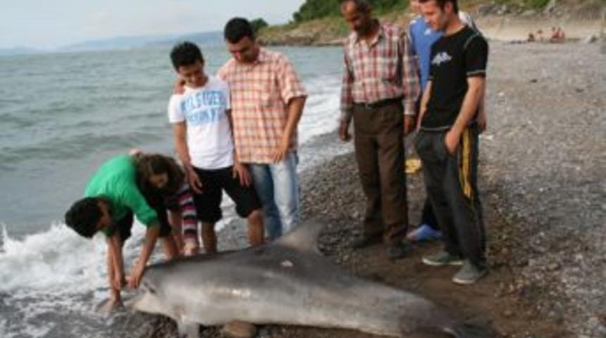 Alaplı sahilinde &ouml;l&uuml; yunus balığı bulundu