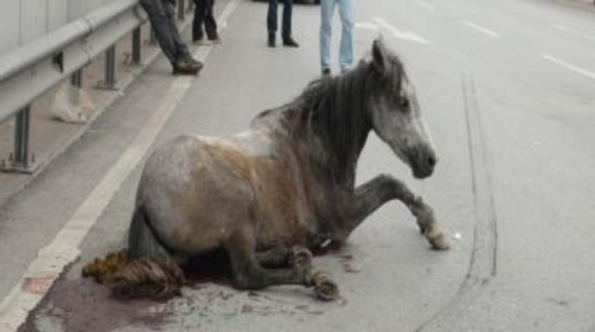 Otomobilin &ccedil;arptığı at saatlerce yardım bekledi