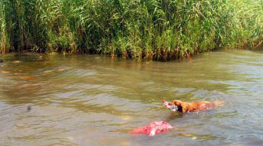 &Ccedil;evreci k&ouml;pek