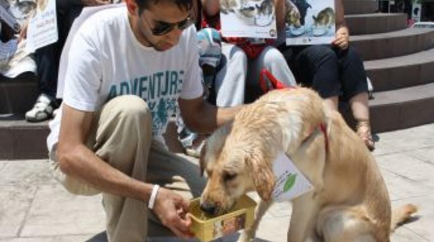 Sokak sokak dolaşıp, sokak hayvanlarına birer kap su bıraktılar