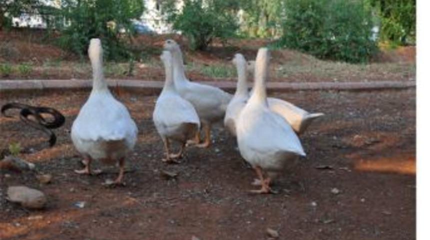 Islık &ccedil;alan yılanlar