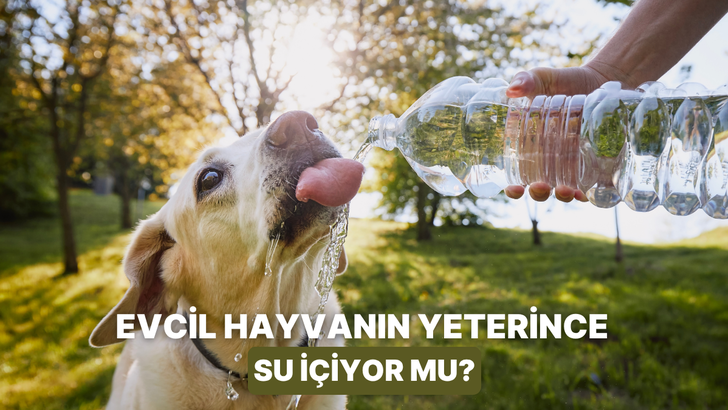 Evcil hayvanın yeterince su t&uuml;ketmediğinde karşılaşabileceğin 10 risk ve &ccedil;&ouml;z&uuml;m&uuml;