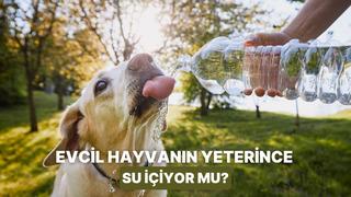Evcil hayvanın yeterince su tüketmediğinde karşılaşabileceğin 10 risk ve çözümü