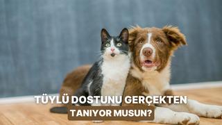 Patili dostunu ne kadar iyi tanıyorsun?