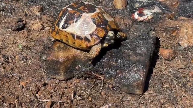 Alevlerin içerisinde kalan kaplumbağaya itfaiyeciden can suyu