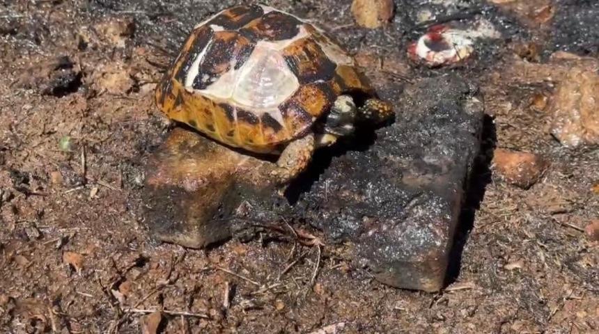 Alevlerin i&ccedil;erisinde kalan kaplumbağaya itfaiyeciden can suyu