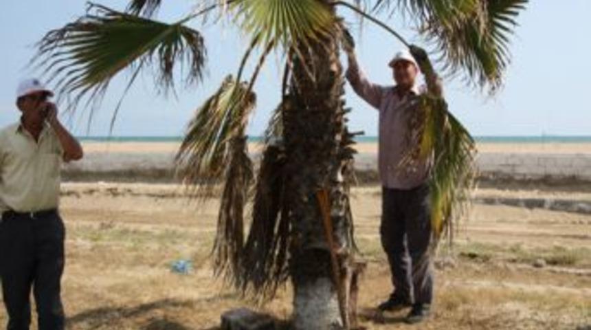 Burnaz aile plajı sezona başladı