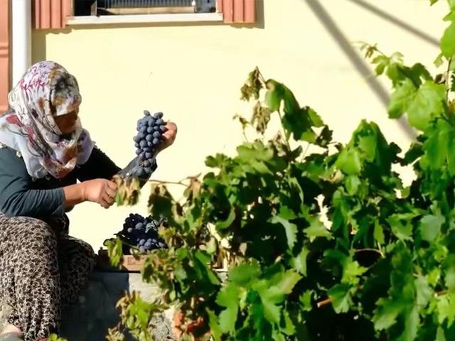 75 yaşında, nasırlı elleriyle tek tek topluyor! Yıllardır toprağa emek veriyor