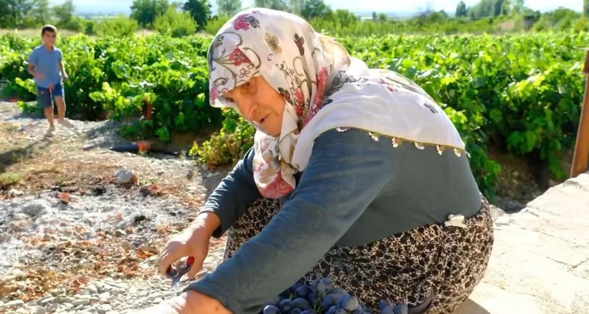 75 yaşında, nasırlı elleriyle tek tek topluyor! Yıllardır toprağa emek veriyor 1