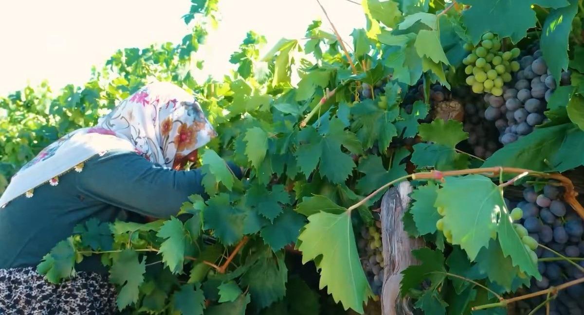 75 yaşında, nasırlı elleriyle tek tek topluyor! Yıllardır toprağa emek veriyor 2