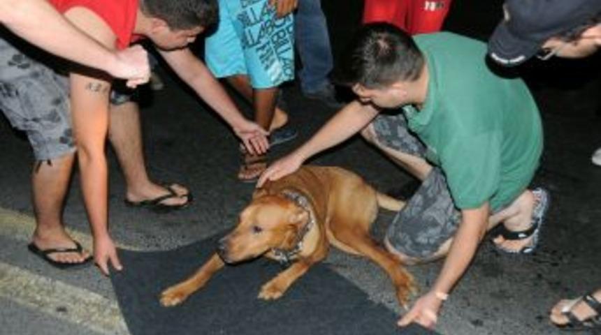 Otomobiliyle &ccedil;arptığı k&ouml;peği veterinere g&ouml;t&uuml;rd&uuml;