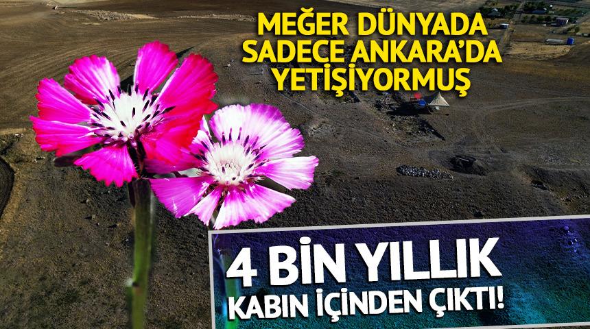4 bin yıllık kabın i&ccedil;inden &ccedil;ıktı! Meğer d&uuml;nyada sadece Ankara&rsquo;da yetişiyormuş