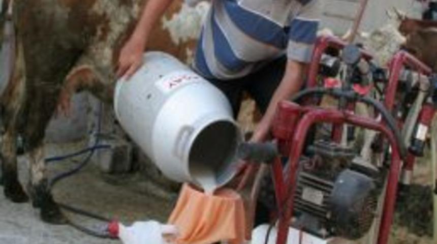 Müzik yayını ineklerin süt verimini artırdı