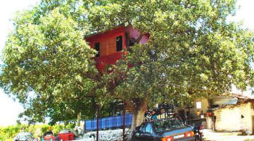 Bu da 'ağaca kondu'