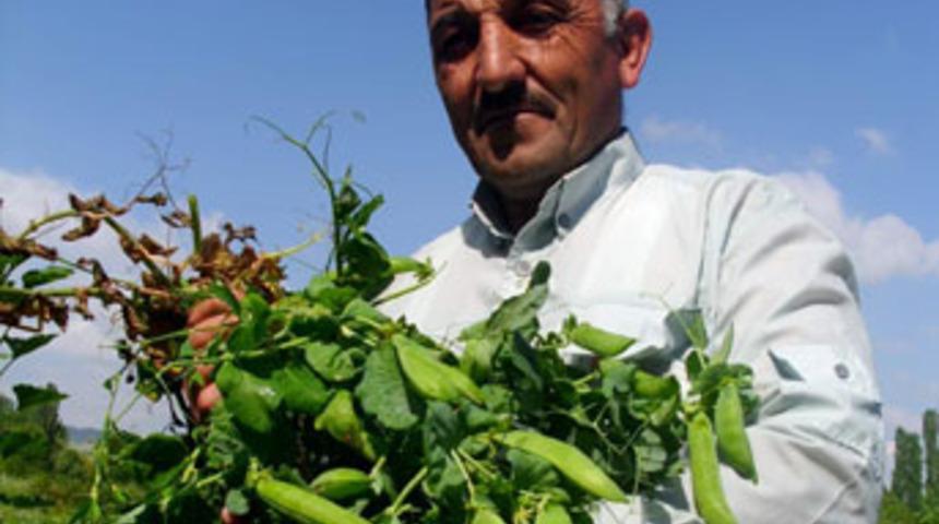 Bezelye üreticisi dertli