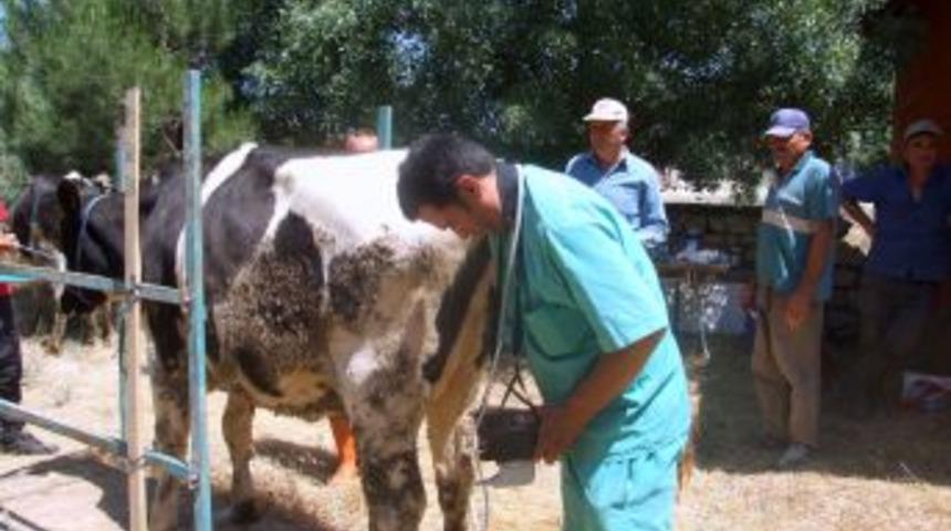 Hacılar’a 100 düve verildi