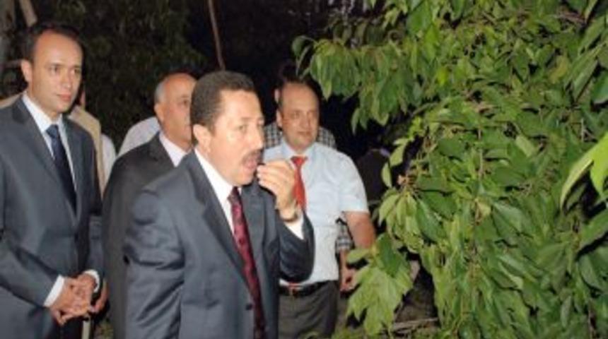 Sultandağı kirazının y&uuml;zde 60&rsquo;ı ihra&ccedil; ediliyor