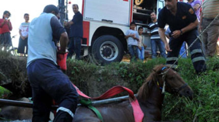 Dereye d&uuml;şen at i&ccedil;in operasyon