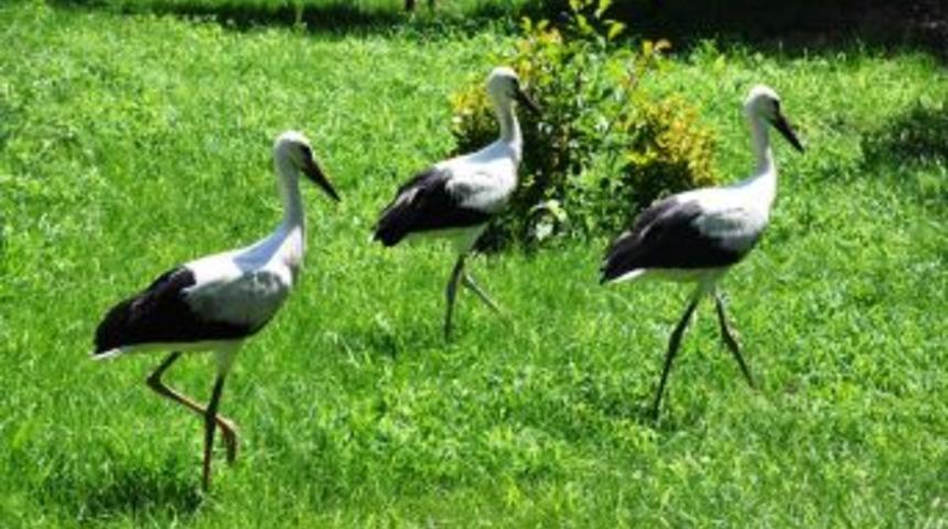 Anneleri ölen yavru leyleklere, Çevre ve Orman Müdürlüğü personeli bakıyor