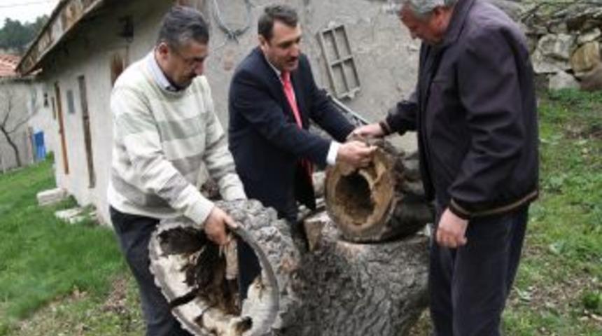 Yaşlı ağa&ccedil; kovukları arı kovanı oluyor