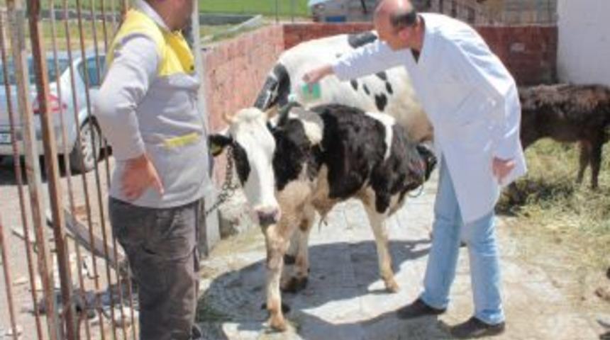 Kene tehdidine karşı 90 bin hayvan ila&ccedil;lanacak