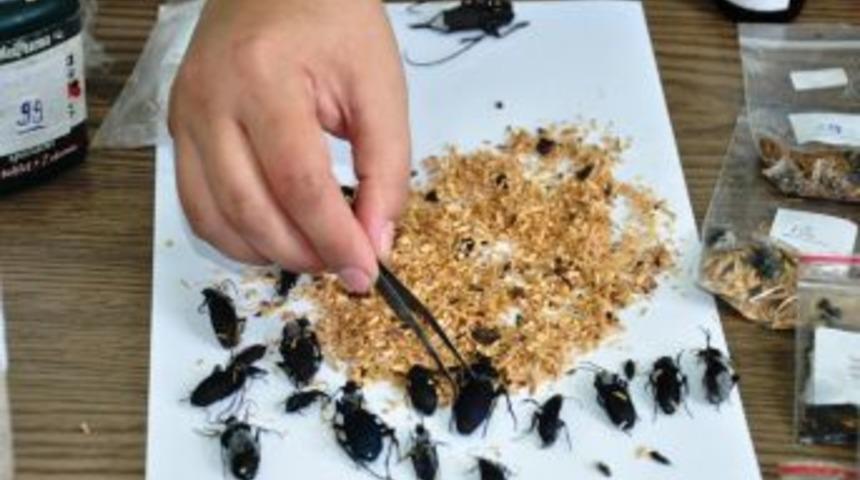 Kapıkule’de 6 bin 14 böcek ele geçirildi