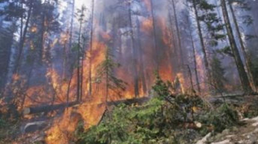 Dursunbey yakınlarında orman yangını