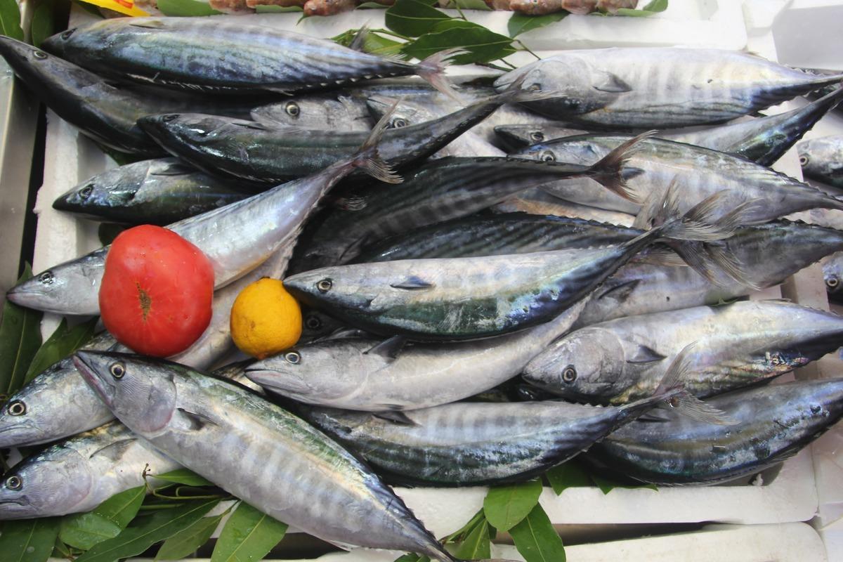 Palamut bolluğu tezgahlara yansıdı: 600 gram balık 100 lira 1