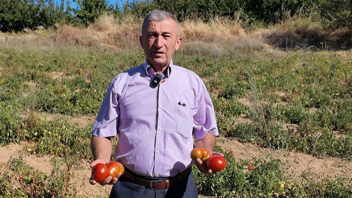 Bu susuz domates çok konuşulacak: Türkiye’nin dört bir yanından talep yağıyor 3
