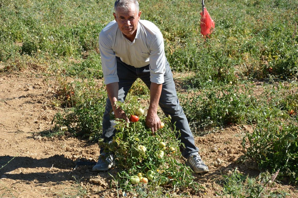 Bu susuz domates çok konuşulacak: Türkiye’nin dört bir yanından talep yağıyor 6